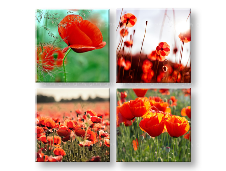 Vászonkép Meadow of poppy poppies  (modern vászonképek)